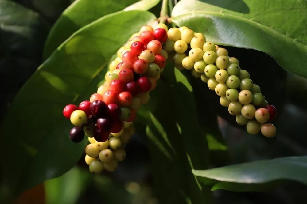 Rare Seeds Pack - Bignay, Buni, Salamander Tree - Antidesma bunius, Tropical Bush, Edible Berries, Ornamental Foliage