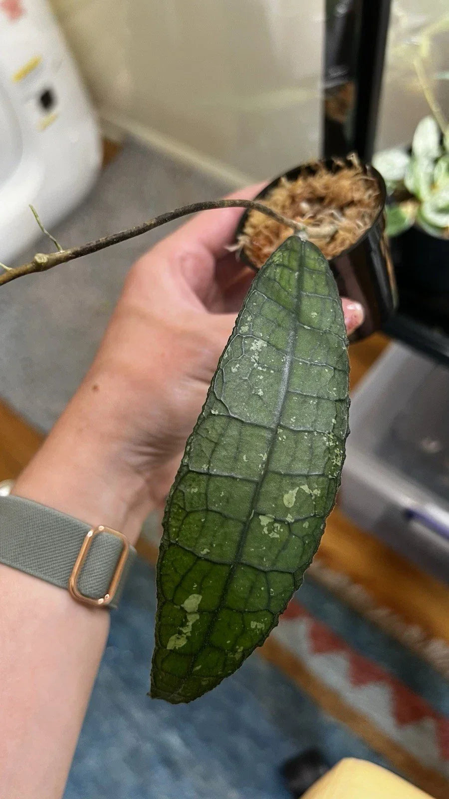 Hoya Clemensiorum Cutting - 2in Pot with Red and White Blooms