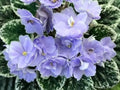 African Violet Leaves 2 Pack - Hunter's Blue Northern - Saintpaulia ionantha