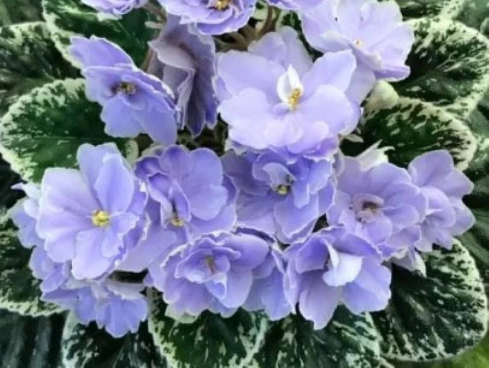 African Violet Leaves 2 Pack - Hunter's Blue Northern - Saintpaulia ionantha
