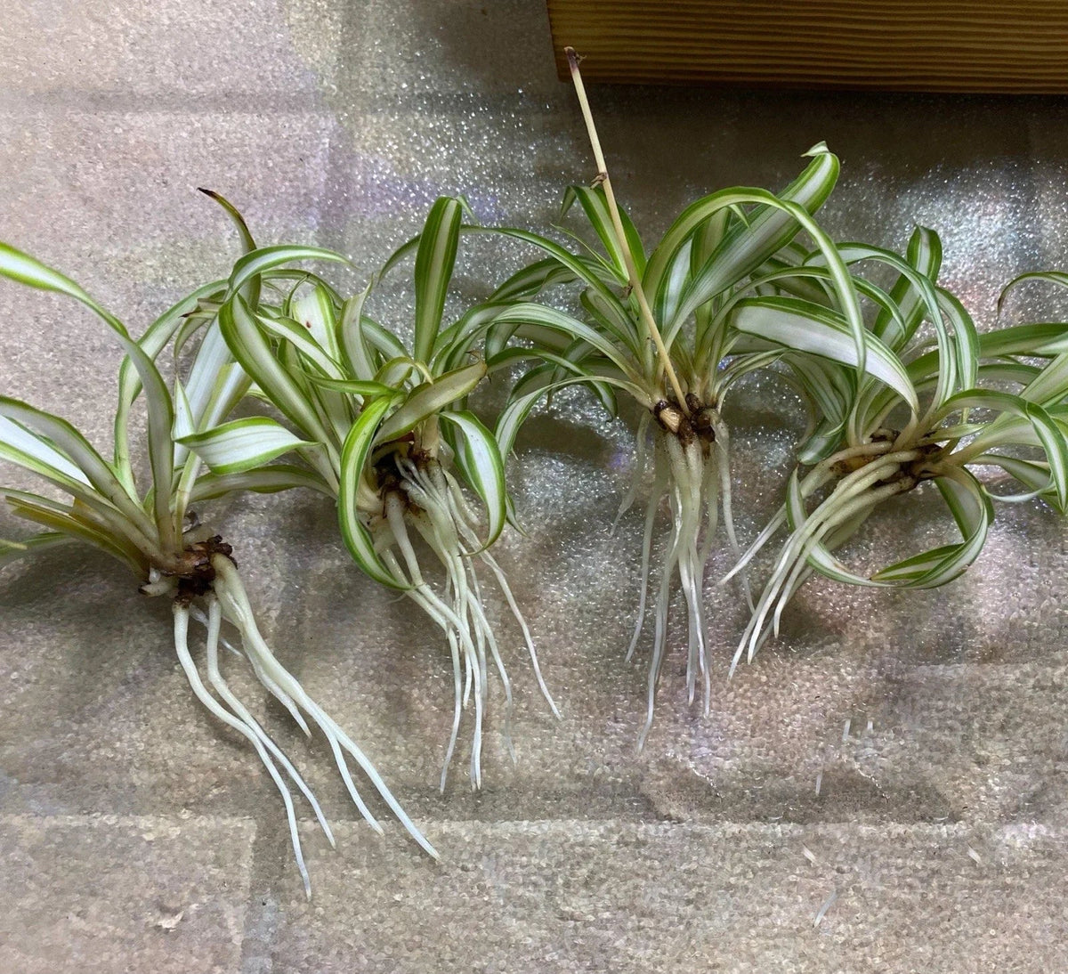 Rooted Spider Plant Babies 4-Pack | Chlorophytum comosum | Easy Care Indoor Plants