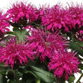 Purple Balm Seeds - 100 Count Monarda Didyma Hummingbird Attracting Perennial Flowers