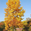 Tulip Poplar Tree Seedling | Live Liriodendron tulipifera for Planting | Fast-Growing Shade Tree