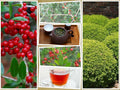 Yaupon Holly Bush Seeds, Ilex vomitoria, Native USA, Drought-Tolerant Deciduous Shrub, 40 Pack