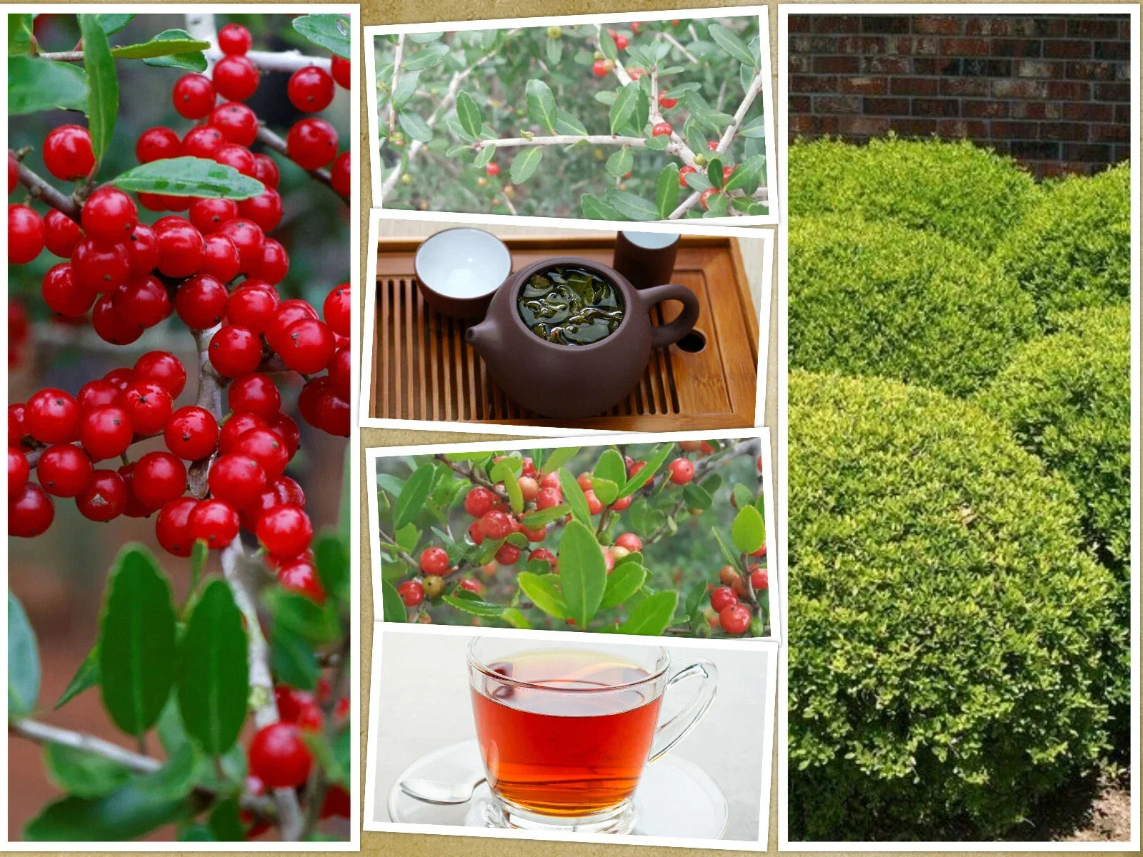 Yaupon Holly Bush Seeds, Ilex vomitoria, Native USA, Drought-Tolerant Deciduous Shrub, 40 Pack