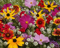 Butterfly Wildflower Mix Seeds - Non-GMO, Includes Milkweed (Asclepias), Attracts Butterflies, Supports Pollinators, 500 Seeds