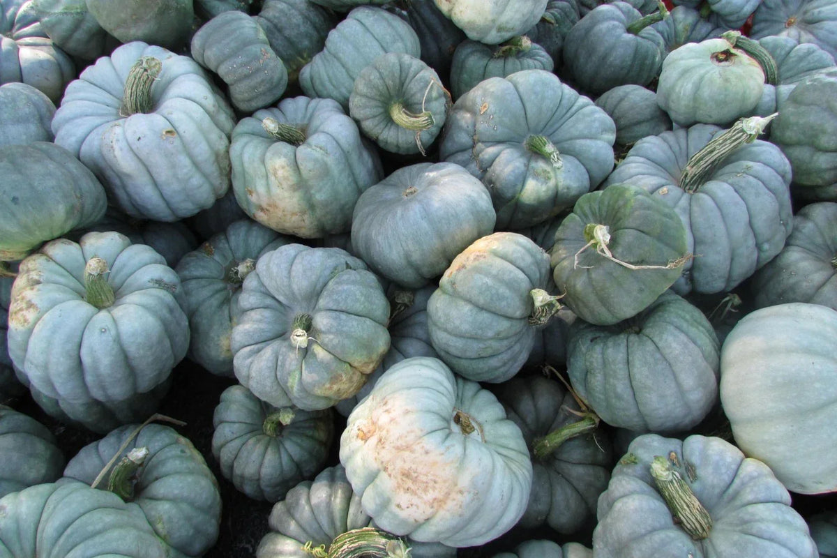 Jarrahdale Blue Pumpkin Seeds 10 Pack Non-GMO Cucurbita maxima for Home Gardening, Decorative & Edible Use