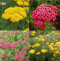 Yarrow Seeds Sunset Mix - Perennial Achillea millefolium with Gold & Red Flowers, Non-GMO, 1500 Seeds, Pollinator-Friendly