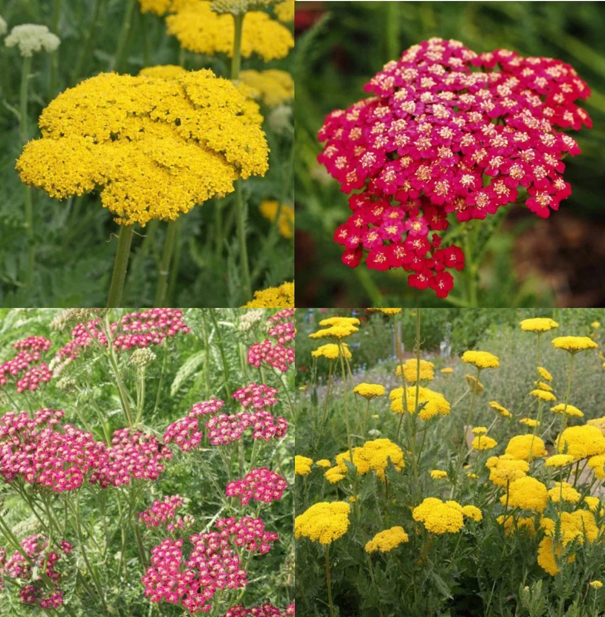 Yarrow Seeds Sunset Mix - Perennial Achillea millefolium with Gold & Red Flowers, Non-GMO, 1500 Seeds, Pollinator-Friendly