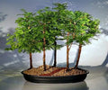 California Dawn Redwood Bonsai Tree Seeds - Metasequoia glyptostroboides - 30 Seeds for Indoor & Outdoor Gardening