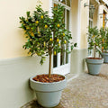 Meyer Lemon Tree - Live Citrus Plant in 10-Inch Pot - Citrus limon var. meyeri - Indoor/Outdoor Small Fruit Tree