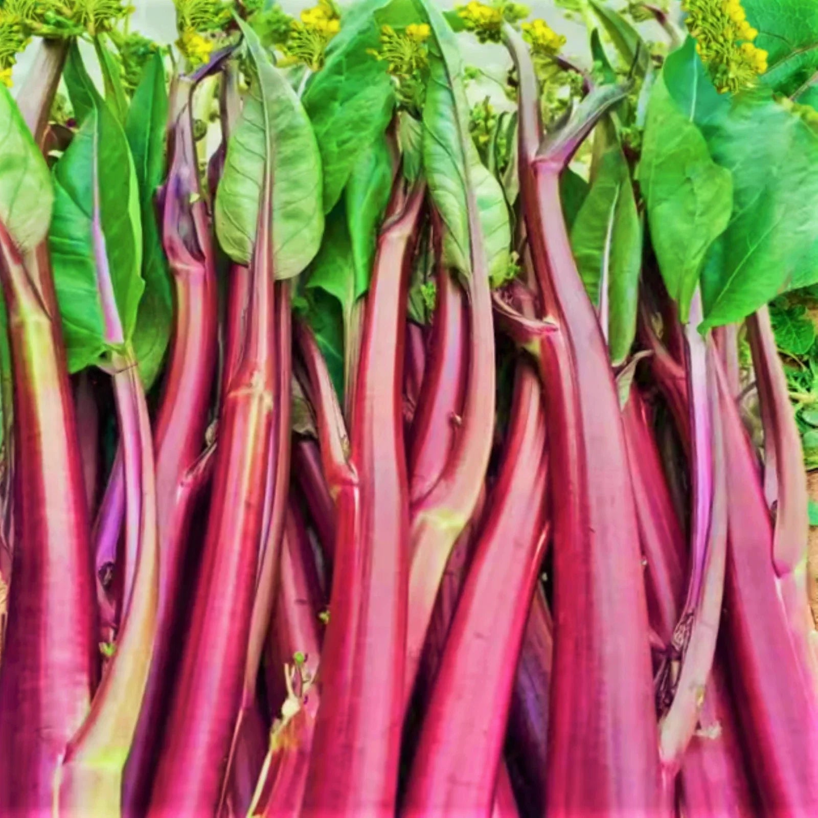 Hon Tsai Tai Purple Yu Choy Sum Seeds – Chinese Vegetable, Brassica rapa var. chinensis, Heirloom, Non-GMO, Fast Germination, Container Gardening