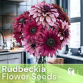 Cherry Mix Rudbeckia Seeds - Annual Flower Seeds for Garden, Rudbeckia hirta, Bright Cherry Tones, Full Sun, 125+ Seeds