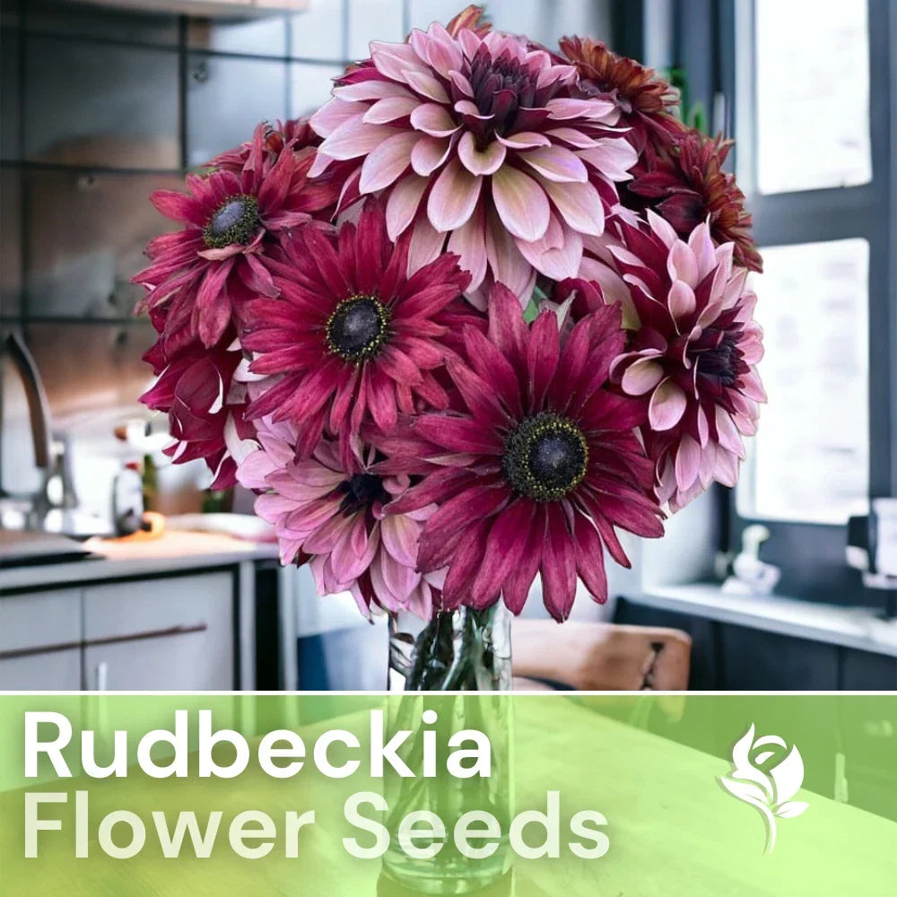 Cherry Mix Rudbeckia Seeds - Annual Flower Seeds for Garden, Rudbeckia hirta, Bright Cherry Tones, Full Sun, 125+ Seeds