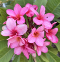Plumeria Cutting with Grow Tip - Bewitched Variety - Fresh Frangipani Propagation