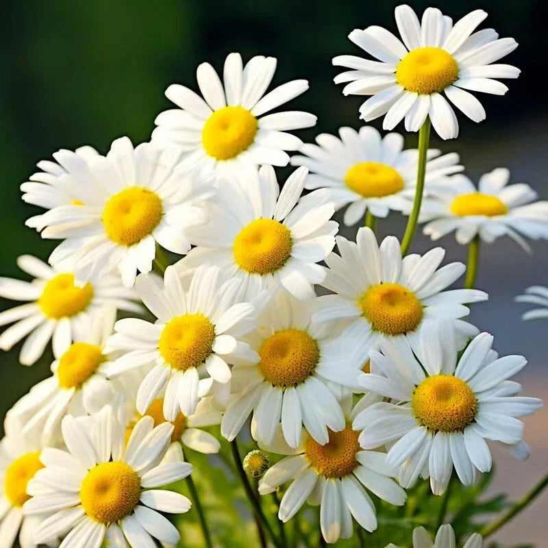 Alaska Shasta Daisy Seeds - 500+ Hardy Perennial Flowers - Leucanthemum × superbum - Full Sun to Partial Shade