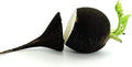 Black Radish Seeds for Planting, 250 Count, Raphanus sativus niger, Garden Vegetable, Root Crop