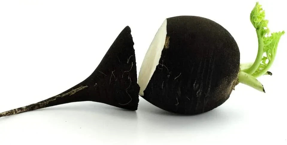 Black Radish Seeds for Planting, 250 Count, Raphanus sativus niger, Garden Vegetable, Root Crop
