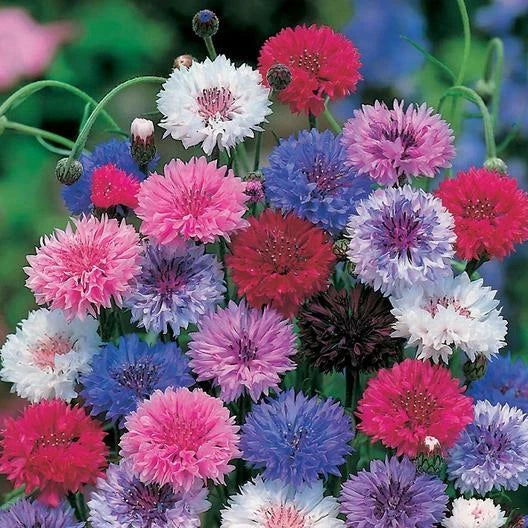 Dwarf Cornflower Seeds | Bachelor Button Mix | Non-GMO Heirloom Centaurea cyanus | 400 Cutflower Seeds