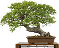 Chinese Elm Bonsai Tree Seeds - 50 Seeds - Ulmus parvifolia - Indoor & Outdoor Bonsai Plant Seeds