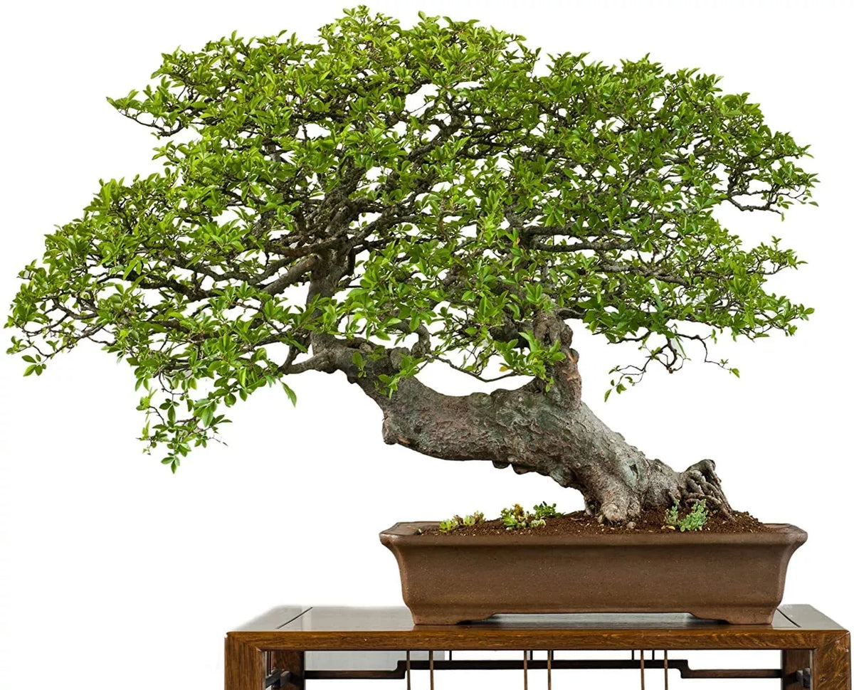 Chinese Elm Bonsai Tree Seeds - 50 Seeds - Ulmus parvifolia - Indoor & Outdoor Bonsai Plant Seeds