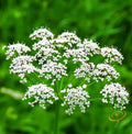 Organic Anise Seeds for Planting - Heirloom Variety, Pimpinella anisum, Non-GMO Culinary Herb Seeds