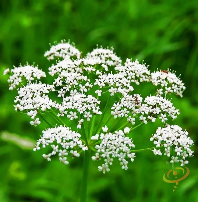 Organic Anise Seeds for Planting - Heirloom Variety, Pimpinella anisum, Non-GMO Culinary Herb Seeds