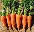 Chantenay Red Core Carrot Seeds – Non-GMO Heirloom Vegetable Seeds for Home Garden, Daucus carota, 200+ Seeds