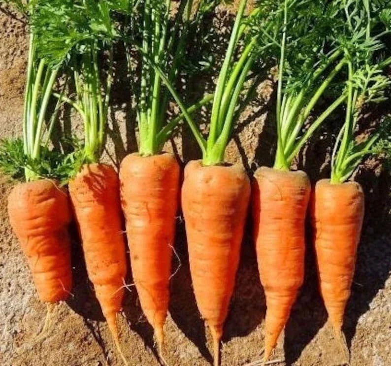 Chantenay Red Core Carrot Seeds – Non-GMO Heirloom Vegetable Seeds for Home Garden, Daucus carota, 200+ Seeds