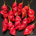 Spanish Naga Hot Pepper Seeds - 25+ Pack, Capsicum chinense, Spicy Culinary Peppers for Garden Planting, USA Grown
