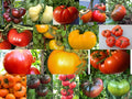Beefsteak Tomato Seeds Pack - Heirloom Oxheart, Brandywine, Cherokee Purple, Black Krim Varieties
