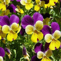 Johnny Jump Up Flower Seeds - Viola tricolor - 150 Fresh Seeds for Borders, Containers & Pollinator Gardens