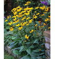 Black Eyed Susan Seeds - 200+ Non-GMO Rudbeckia hirta Wildflower Seeds for Gardens & Pollinator Attracting