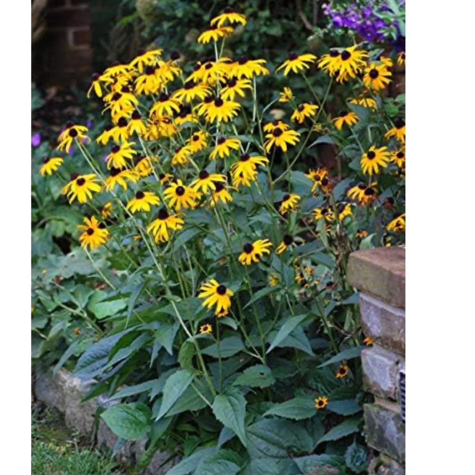 Black Eyed Susan Seeds - 200+ Non-GMO Rudbeckia hirta Wildflower Seeds for Gardens & Pollinator Attracting