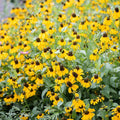Clasping Coneflower Seeds - 500 Non-GMO Pollinator Wildflower Seeds - Rudbeckia amplexicaulis for Gardens & Meadows