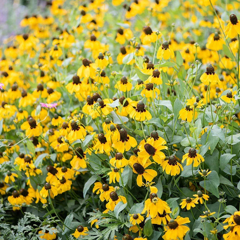 Clasping Coneflower Seeds - 500 Non-GMO Pollinator Wildflower Seeds - Rudbeckia amplexicaulis for Gardens & Meadows