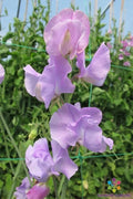 Sunshine Lavender Sweet Pea Seeds - 50+ Pack, Fragrant Climbing Vine, Lathyrus odoratus, Garden Planting, USA