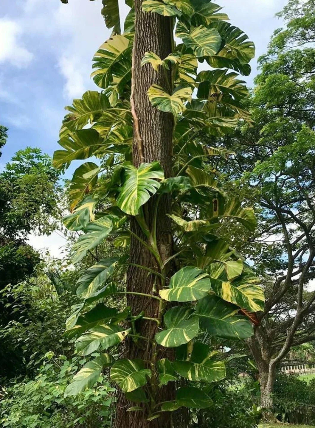 Golden Queen Pothos Vine 24" Long - Giant Leaf Rooted Epipremnum aureum