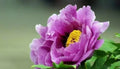 Peony Seeds 10 Pack - Exotic Garden Flower Paeonia spp. - Easy to Grow, Fragrant Blooms, Non-GMO, USA Seller