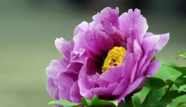 Peony Seeds 10 Pack - Exotic Garden Flower Paeonia spp. - Easy to Grow, Fragrant Blooms, Non-GMO, USA Seller