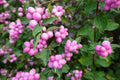 Coralberry Bush Seeds - 30 Pack, Symphoricarpos orbiculatus, Native Shrub for Gardens & Landscaping