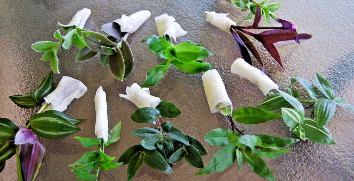 Wandering Jew Plant Lot - Assorted Tradescantia Varieties Indoor Houseplants Collection