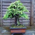Dawn Redwood Tree Seeds - Bonsai & Garden - Metasequoia glyptostroboides - Fast Growing, Hardy, Deciduous Conifer