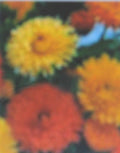 Calendula officinalis Bon Bon Series Flowering Plant - Bright Colorful Blooms, Easy to Grow, Annual Seed Packet