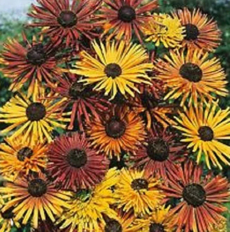 Black Eyed Susan Seeds - Rudbeckia hirta Heirloom Variety - Non-GMO Seeds for Pollinators - 40 Pack