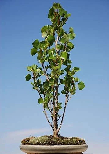 Bonsai Tree Cutting - Indoor/Outdoor Ficus retusa - Easy to Grow, Low Maintenance Plant for Beginners