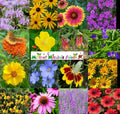 Wildflower Seed Mix - 1000 Heirloom Non-GMO Perennial Seeds for Butterflies & Bees - Native Varieties