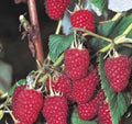 Bare Root Raspberry Plants 5 Pack Killarney Summer Bearing Rubus idaeus for Home Garden