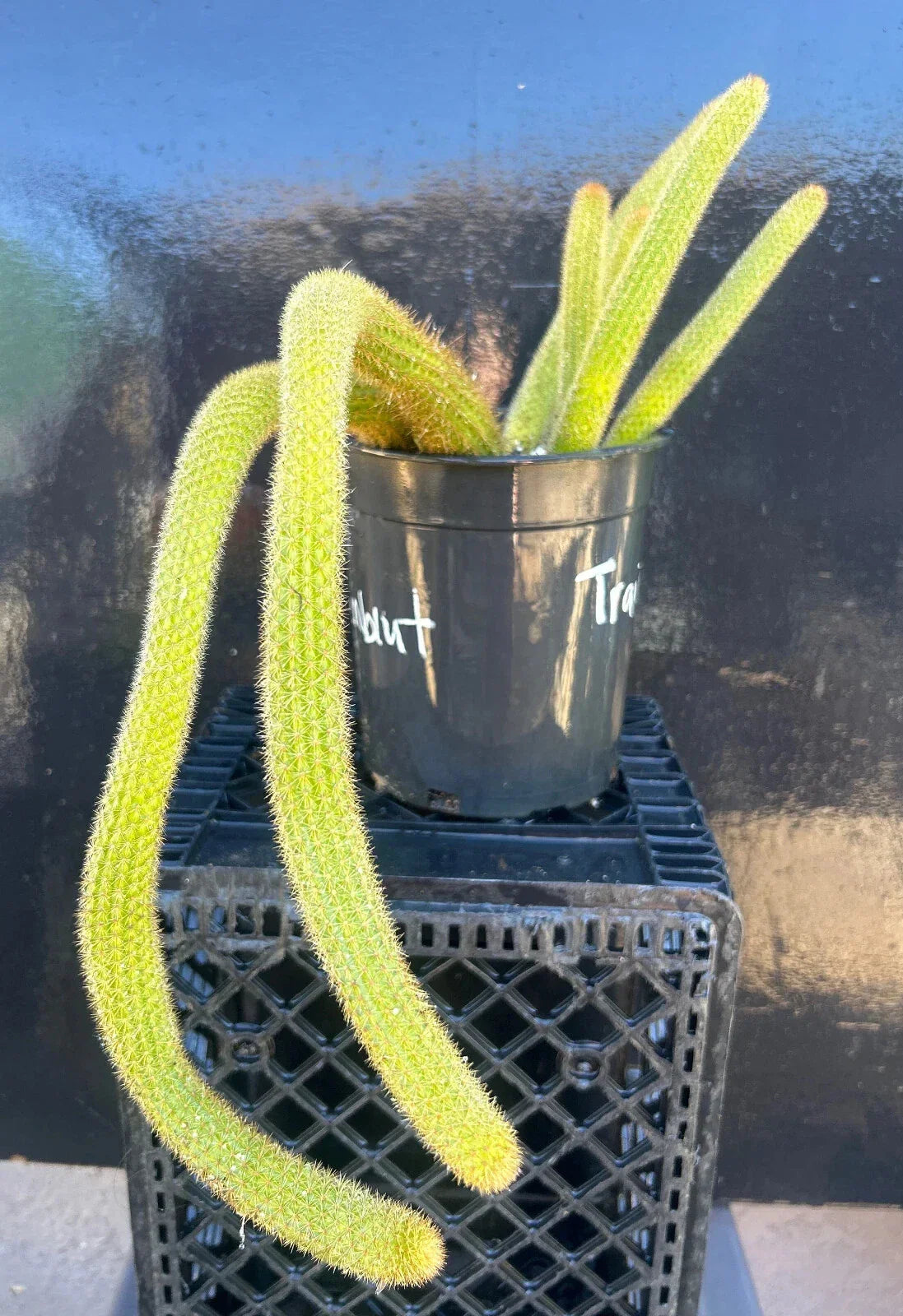 Hildewintera Hybrid Succulent Plant - Rooted 4-Inch Pot - Traisenblut Variegated Cactus, Exotic, Easy Care