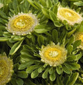 Aster Seeds - 'Hulk' Variety, Perennial Flower, Purple Blooms, Aster novae-angliae, 25 Seeds